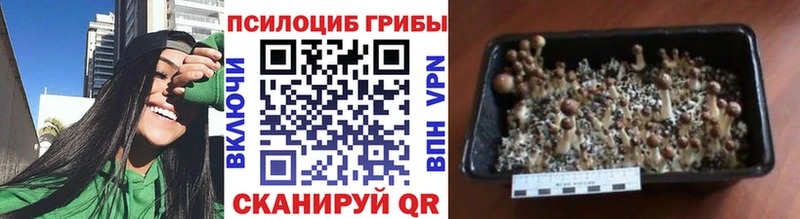 Псилоцибиновые грибы Psilocybine cubensis  цена   Ялуторовск 
